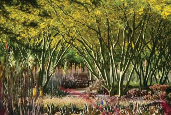 Ojb sunnylands center gardens 13