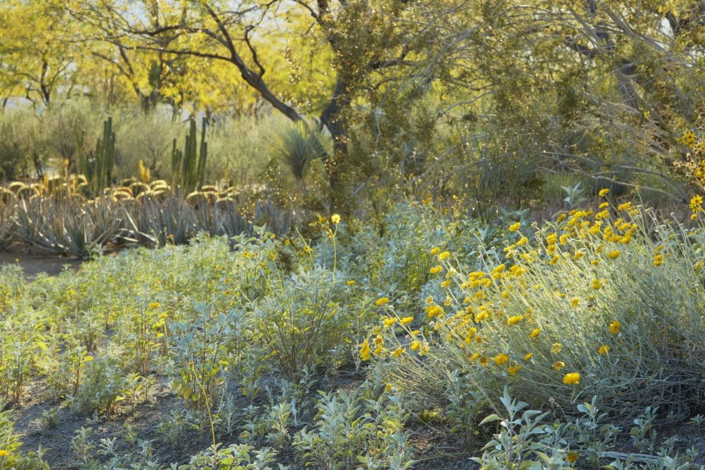sunnylands1903-503 Sunnylands1903 503