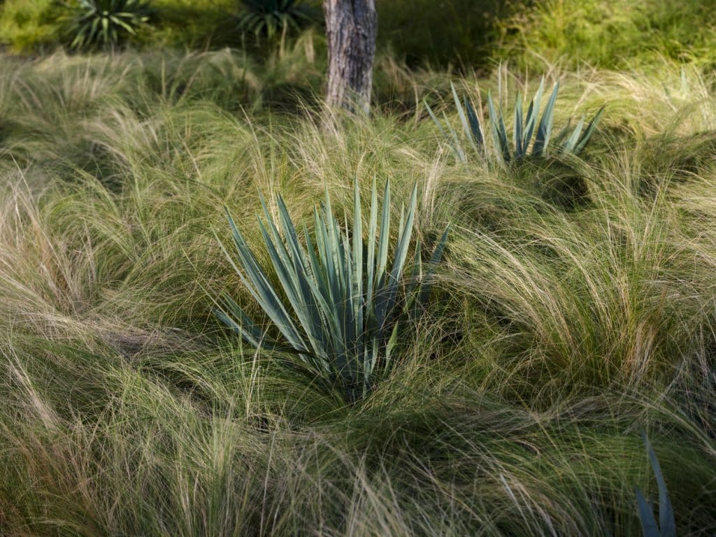 AA_WHQ_N62_medium Tall green agave plants amidst a field of wispy, golden grass with a sunlit tree trunk in the background.