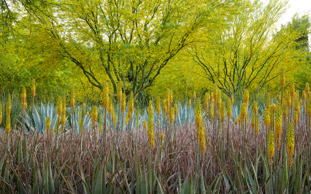 Sunnylands_Center__Gardens_header